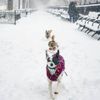Beautiful Photos of Today’s Snowstorm in NYC