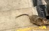 Rat on Subway stairs