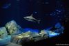 Touch Live Sharks at Ocean Wonder: Sharks!, New York Aquarium’s New Exhibit at Coney Island
