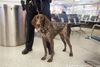 Meet the Adorable Dogs of the K9 Unit That Protect Amtrak at Penn Station