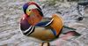 The mandarin duck, one of NYC's famous animals