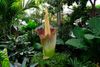 Corpse Flower