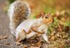 How Many Squirrels Live in NYC’s Central Park?