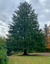 This Year’s Rockefeller Center Tree is from…Florida?