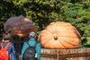 See Three of the Largest Pumpkins in the World at New York Botanical Garden This Weekend