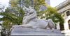 NYPL Lion