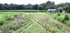 Queens County Cover Crop installation