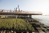 Wetlands growing at Pier 26