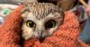 The tiny owl found inside the 2020 Rockefeller Center Christmas tree