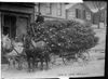 Horses pull Christmas trees in NYC