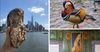 New Wild City Series Explores the Wildlife of NYC