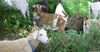 Goats Return to Work at NYC’s Riverside Park