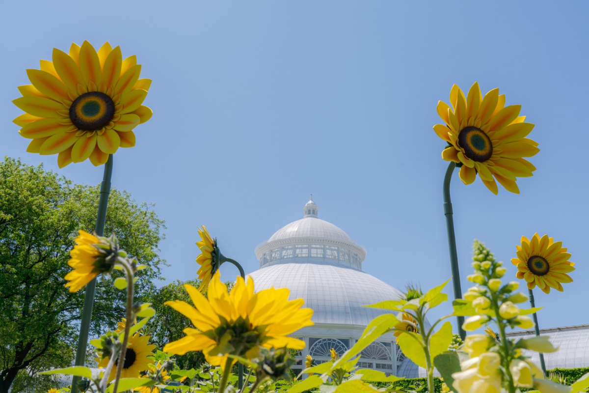 New York Botanical Garden Joyfully Celebrates Van Gogh's Sunflowers