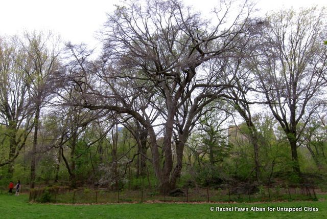 Black Tupelo, photo by Rachel Fawn Alban