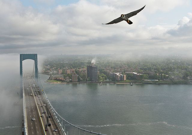 peregrine Falcon Verrazano bridge bronx new york untapped cities samantha sokol