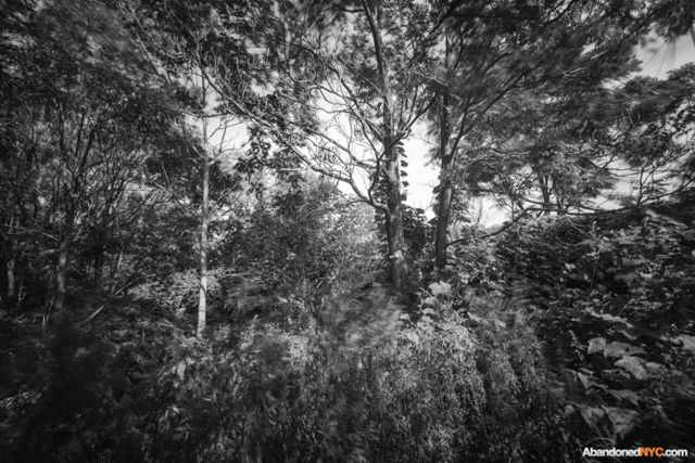 Lush foliage thrives in a wooded section behind the baseball fields of Calvert Vaux Park.