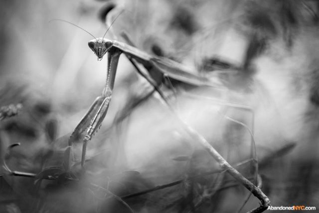 A praying mantis seeks refuge in the tall grasses of the secret park.