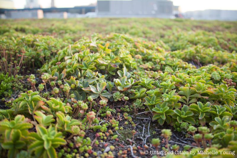 Javits Center Green Roof