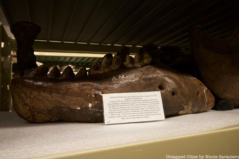 Mastodon fossil in the archives of the American Museum of Natural History
