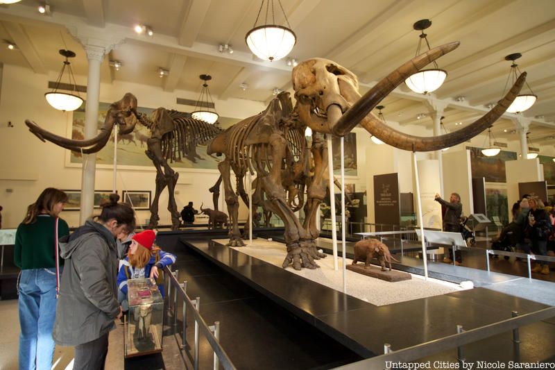 Mastodon fossils at the American Museum of Natural History