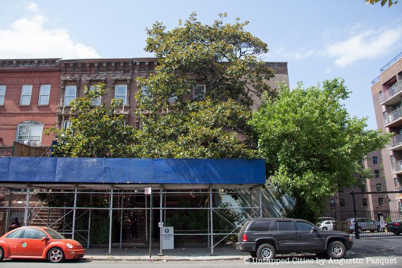 The Magnolia Grandiflora in Bedford-Stuyvesant
