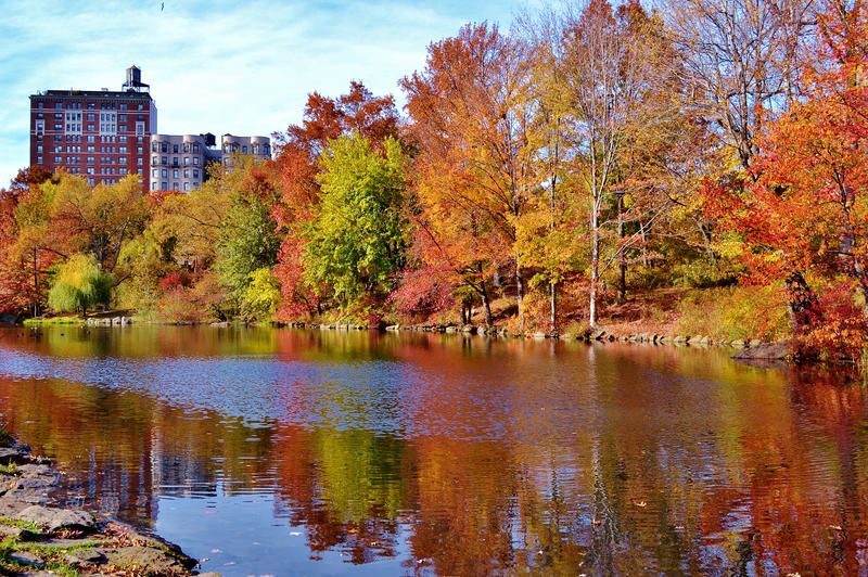 Foliage seen around the Pool in Central Park