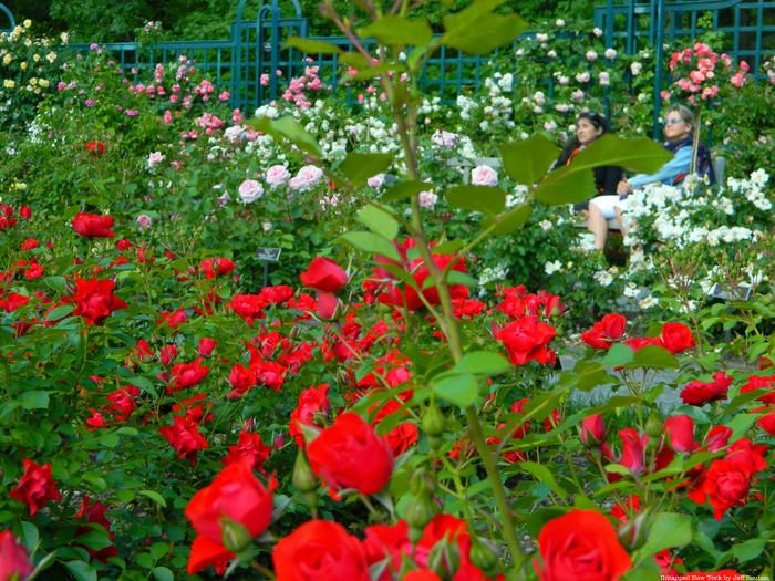 New York Botanical Garden in the Bronx