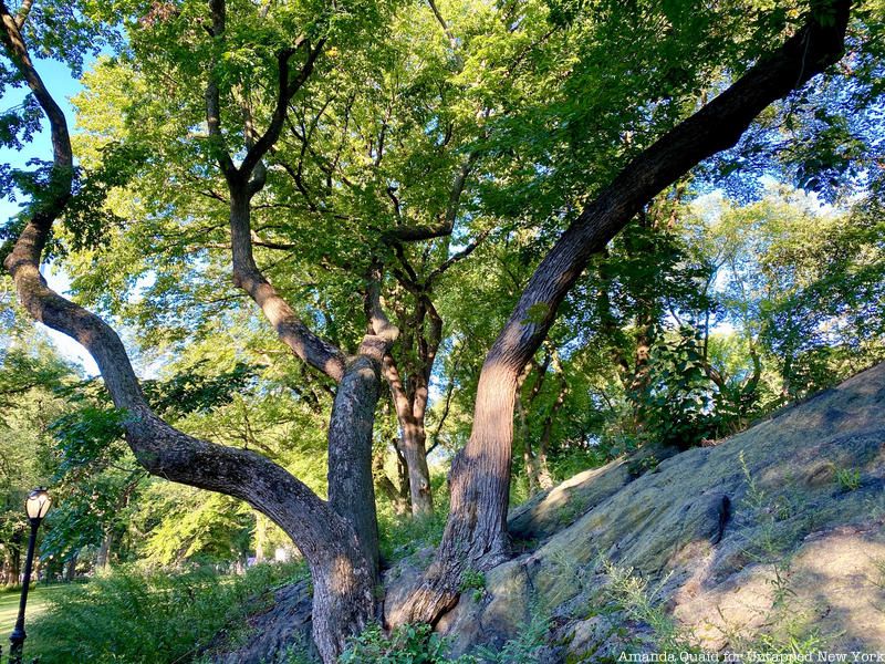 Elms on the Rocks in Central Park