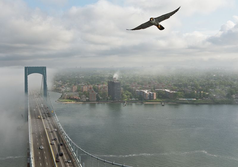 Bridge falcon flying