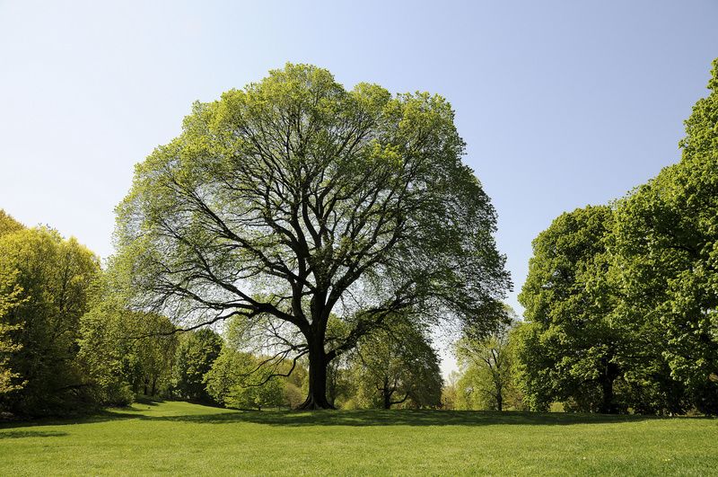 Image of Prospect Park from the sound installation,The Last Stand. Photo by Elizabeth Keegin Colley. Courtesy of the Prospect Park Alliance.