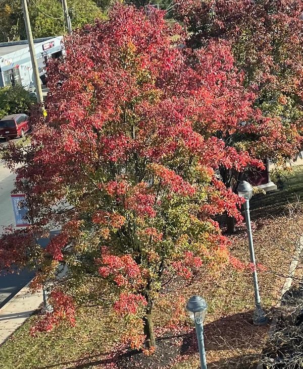 look at this tree I saw