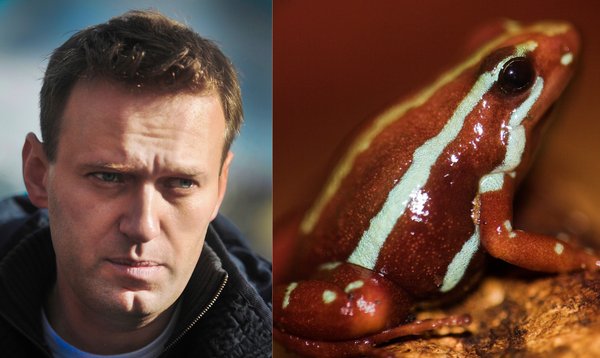 Navalny likely killed by poison dart frog toxin, confirms UK government