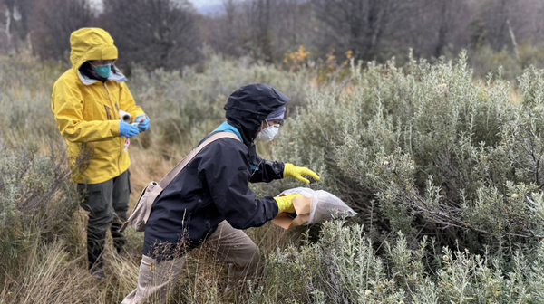 Argentina identifies hantavirus in Tierra del Fuego rodents, unrelated to cruise ship outbreak