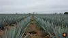 Becle — Tequila pazar payı ve agave görünümü