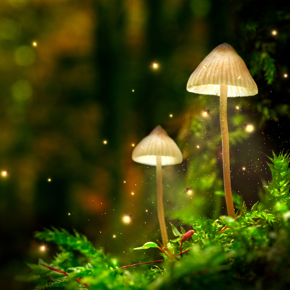 Align with the Universe's Magic