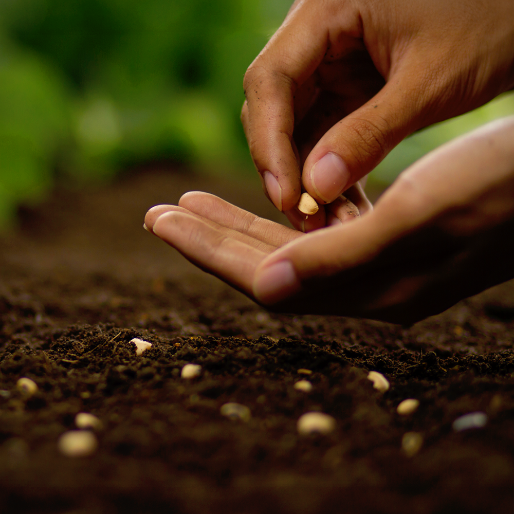 Fertile for New Beginnings