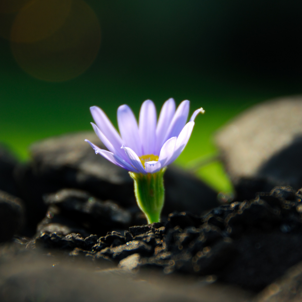 Embrace Transformation and Renewal