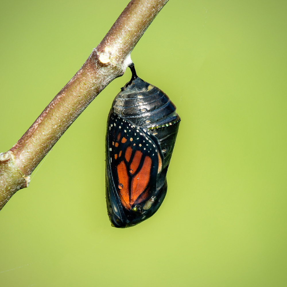 The Chrysalis Within