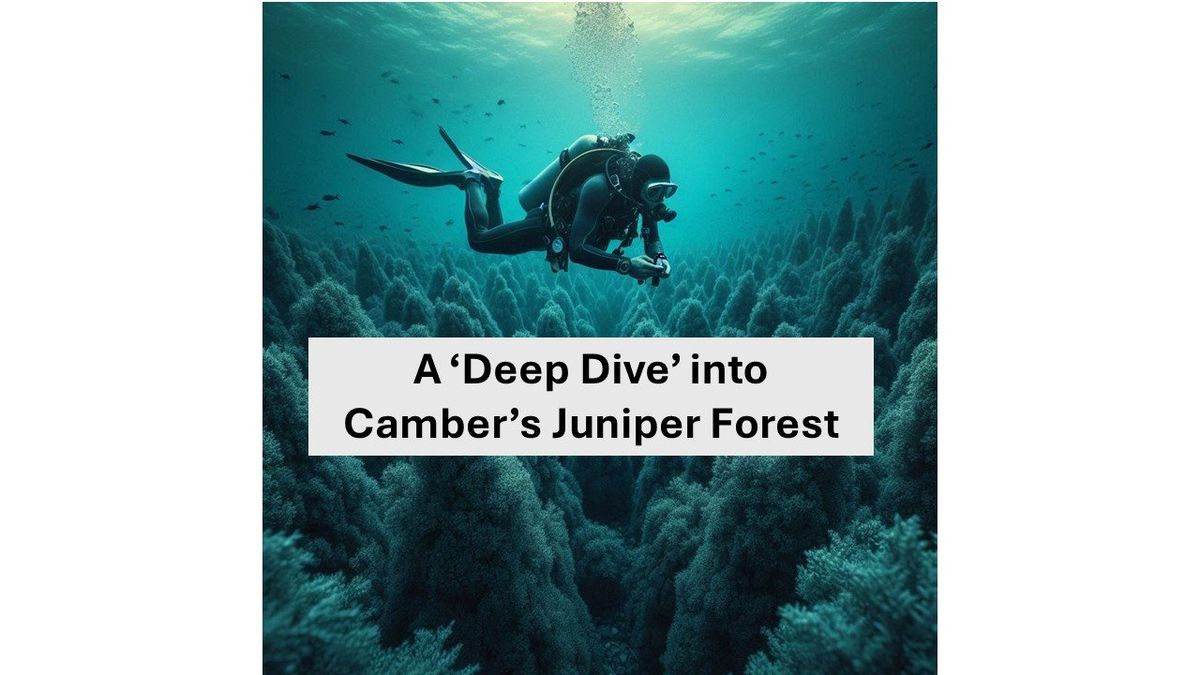 A Deep Dive into Camber (aka Juniper)