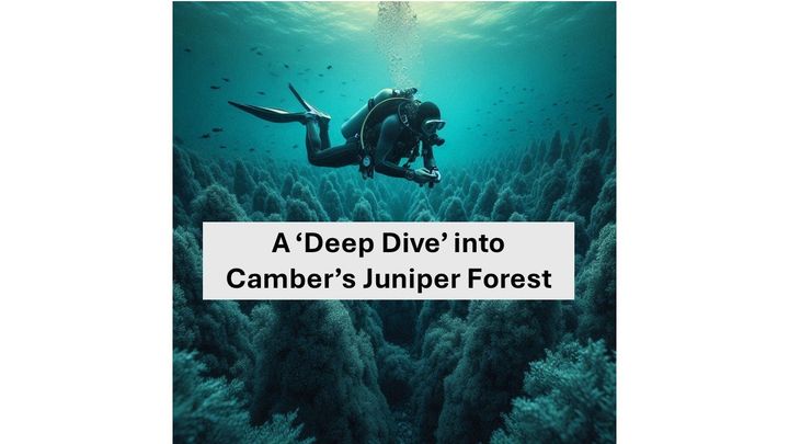 A Deep Dive into Camber (aka Juniper)