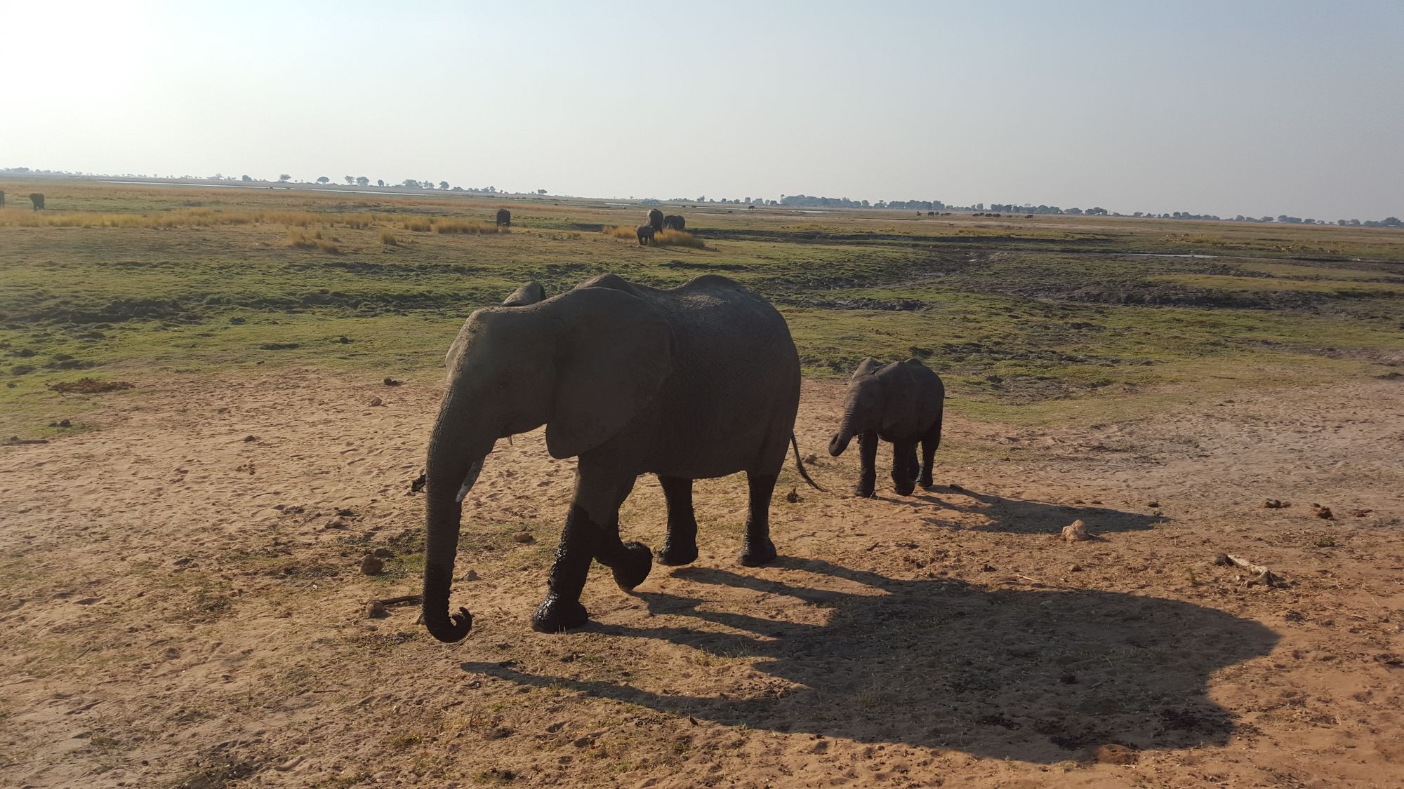 Chobe National Park, Botswana