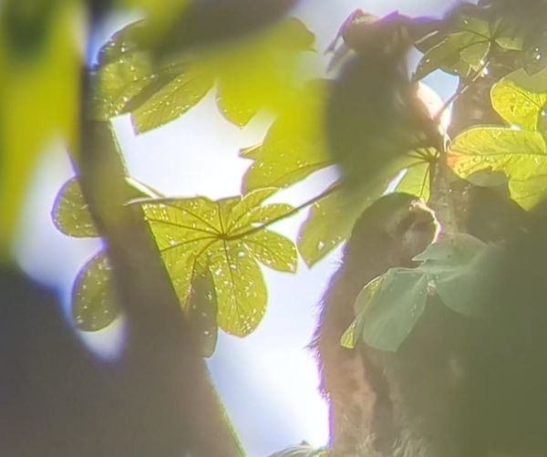 Manuel Antonio, Costa Rica