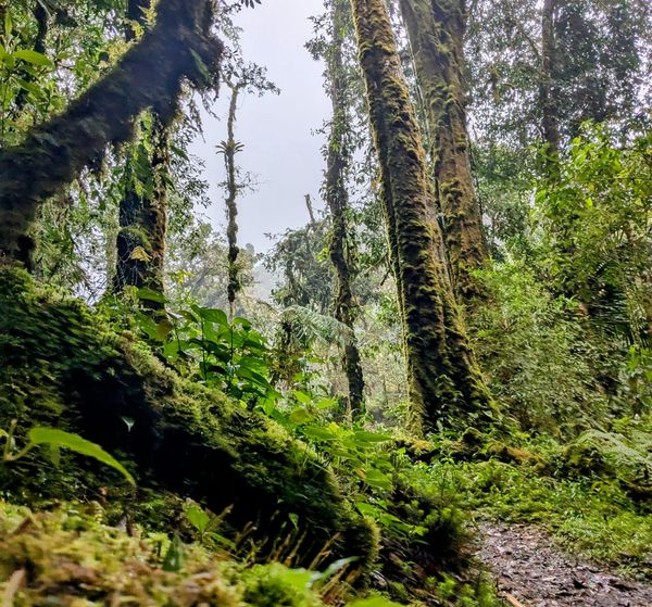 Manuel Antonio to San Gerado de Dota