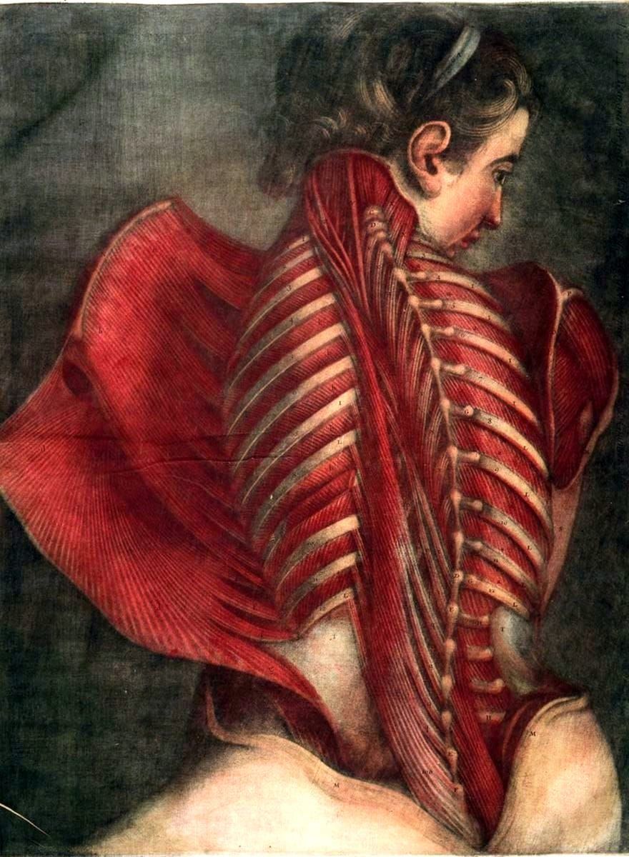 Gautier d’Agoty: Anatomical Plates Restored