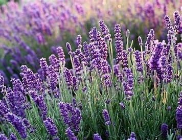 Mental Unrest and Insomnia