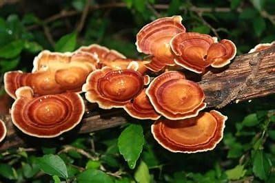 San Bao The Three Treasures