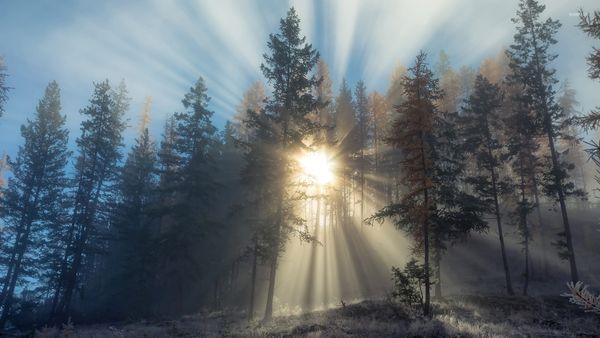 From Dao to the Living Body