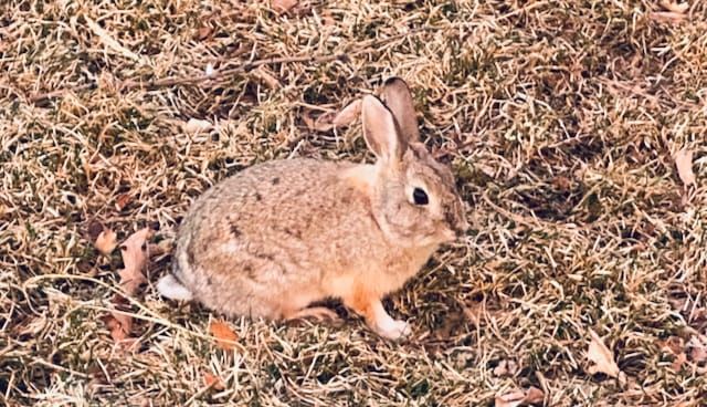 A small rabbit on foliage
