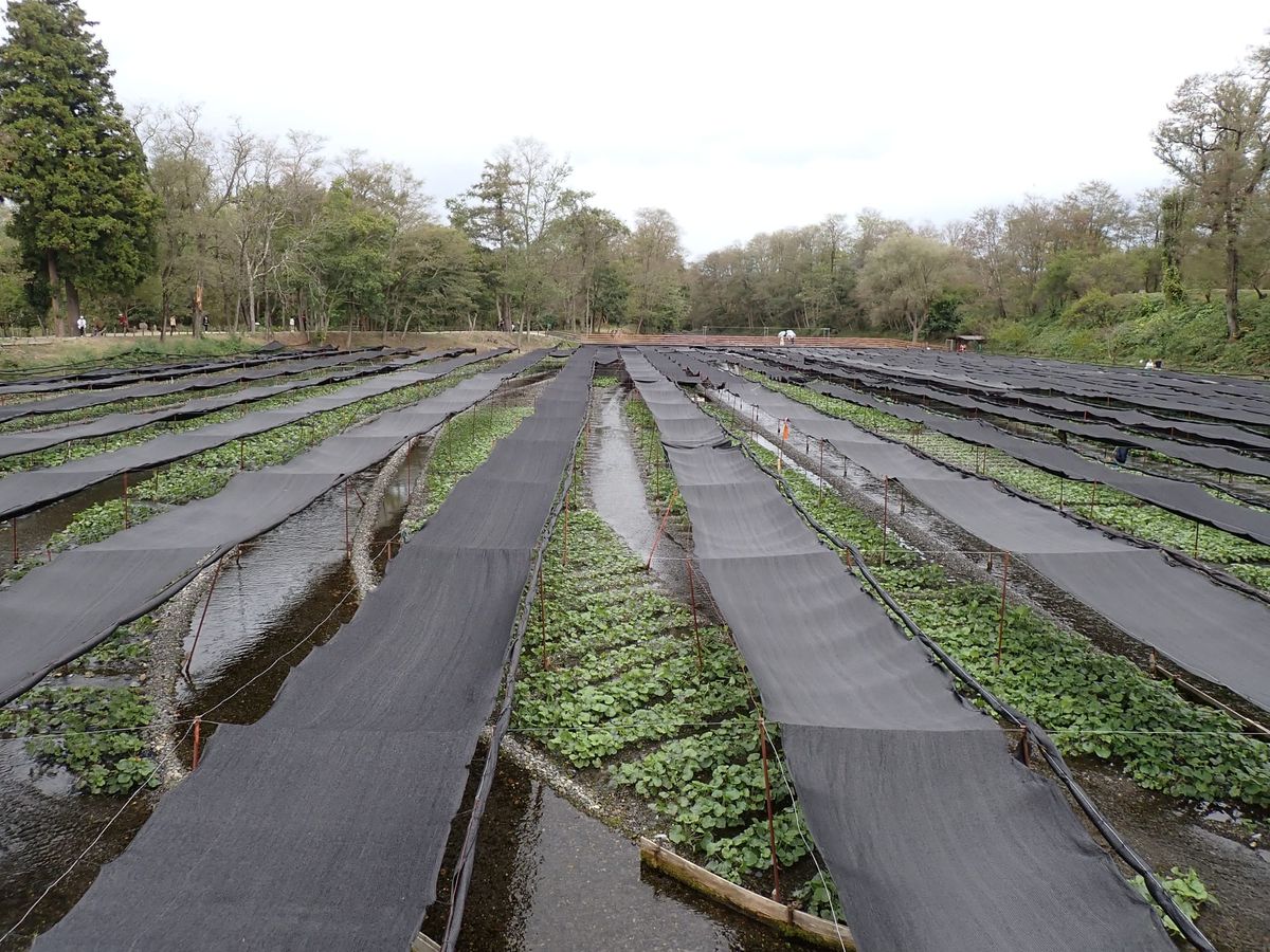 WB016: Daio Wasabi Farm