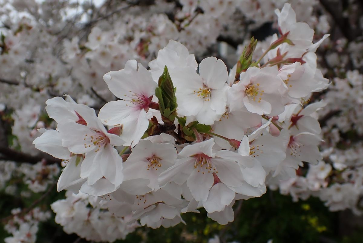WB039: Enjoying a peaceful Hanami